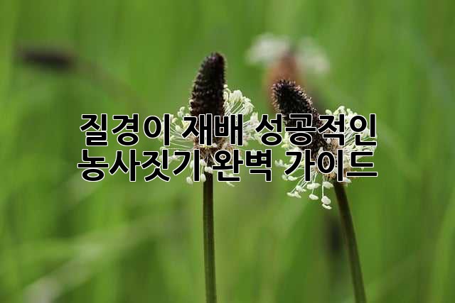 질경이 재배, 성공적인 농사짓기 완벽 가이드