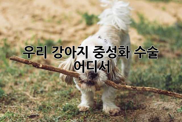 우리 강아지, 중성화 수술 어디서? 🐶